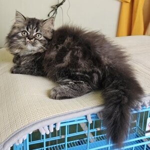 Persian Cat Kitten Male For Sale | PostAds PH