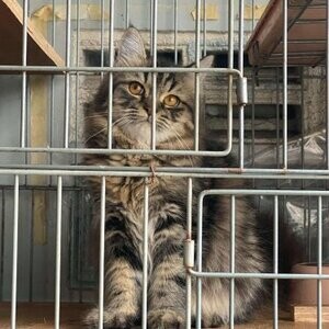Pure Persian Long Haired Cat | PostAds PH