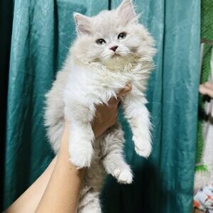 Female persian cat | PostAds PH
