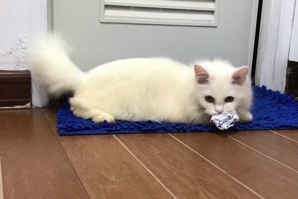 Pure Persian Kitten White Male