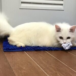 Pure Persian Kitten White Male | PostAds PH