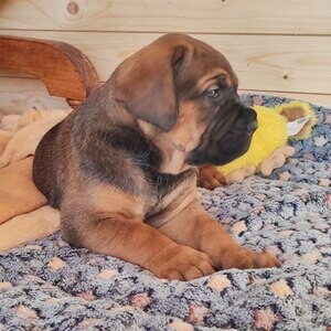 Cane Corso amazing puppies | PostAds PH