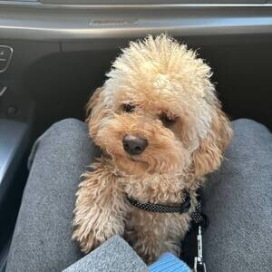 Fantastic toy poodle puppy | PostAds PH