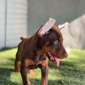 Well trained doberman puppy for adoption | PostAds PH