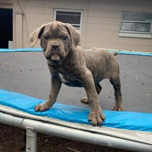 Staffordshire Bull Terrier Pups WhatsApp:+63-9455-189-371 Viber:+63-9455-189-371 | PostAds PH