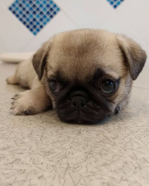 Cute pug puppy for adoption
