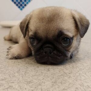 Cute pug puppy for adoption | PostAds PH
