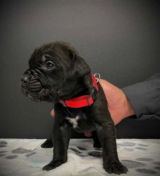 Cane Corso pups WhatsApp:+63-9455-189-371  Viber:+63-9455-189-371