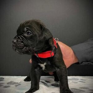 Cane Corso pups WhatsApp:+63-9455-189-371 Viber:+63-9455-189-371 | PostAds PH