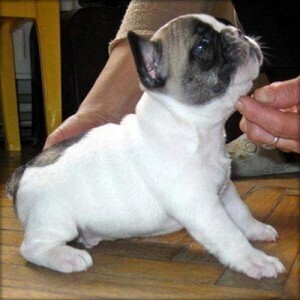 French bulldog puppy WhatsApp:+63-9455-189-371 Viber:+63-9455-189-371 | PostAds PH