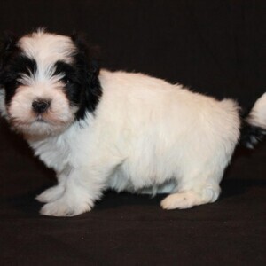 Havanese Puppies WhatsApp:+63-9455-189-371 Viber:+63-9455-189-371 | PostAds PH