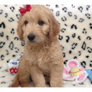 Golden doodle pups Viber:+63-948-1451-325 | PostAds PH