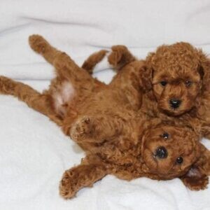 Maltipoo puppies WhatsApp:+63-9455-189-371 Viber:+63-9455-189-371 | PostAds PH