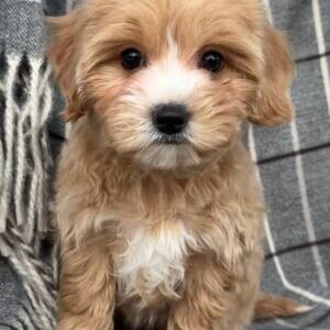 Amazing male Maltipoo puppy for adoption | PostAds PH