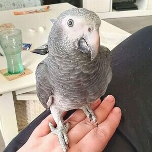 African grey parrot for adoption | PostAds PH