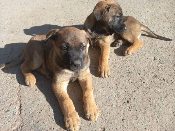 German Shepard puppy for adoption