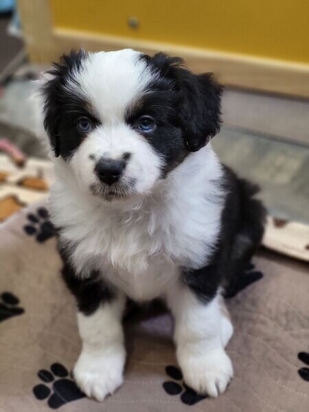 Austrakian shepherd Puppy's for adoption