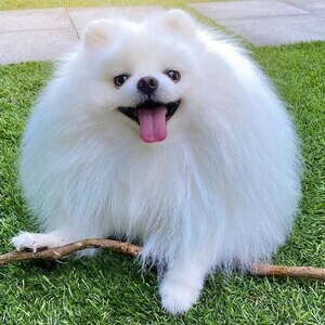 Beautiful Pomeranian puppy | PostAds PH