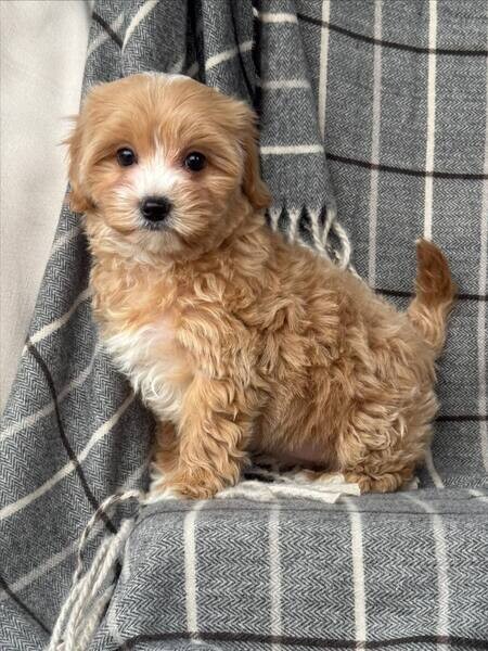 Maltipoo Puppies For Adoption