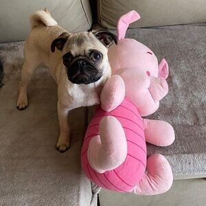 Lovely pug puppy for adoption | PostAds PH