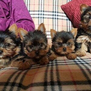 Cute Yorkie puppies for adoption | PostAds PH