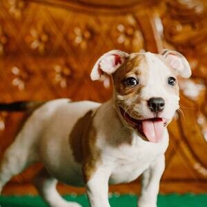 Adorable English bulldog | PostAds PH