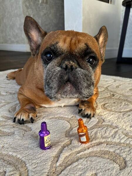 Cute french bulldog for adoption