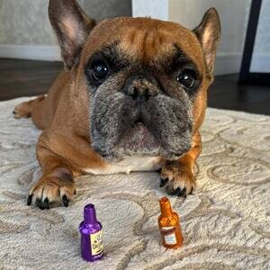 Cute french bulldog for adoption | PostAds PH