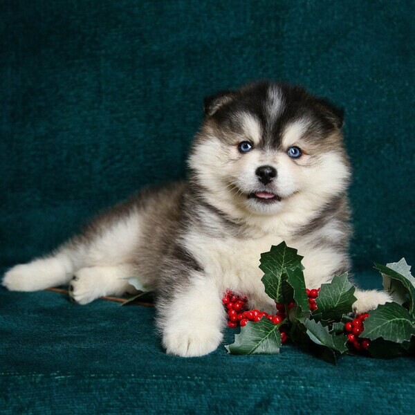 Lovely pomsky puppy for adoption