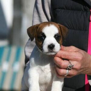 Adorable Jack Russell terrier puppy for adoption | PostAds PH