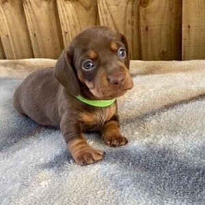 Purebred mini dachshund WhatsApp:+63-9455-189-371 Viber:+63-9455-189-371 | PostAds PH