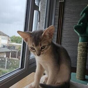 Purebred Abyssinian Kittens WhatsApp:+63-9455-189-371 Viber:+63-9455-189-371 | PostAds PH