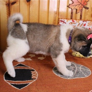 Purebred Akita puppies WhatsApp:+63-9455-189-371 Viber:+63-9455-189-371 | PostAds PH