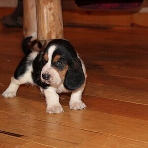 Purebred Basset Hound puppies WhatsApp:+63-9455-189-371 Viber:+63-9455-189-371 | PostAds PH
