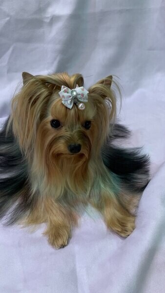 Female Yorkie puppy for adoption