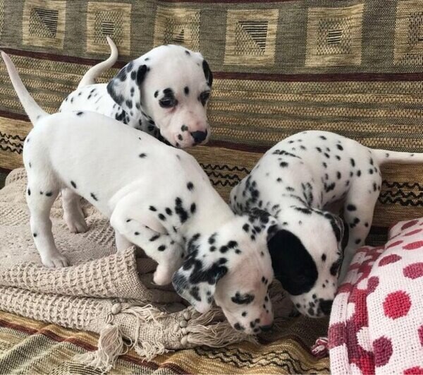 DALMATIAN PUPPIES FOR ADOPTION