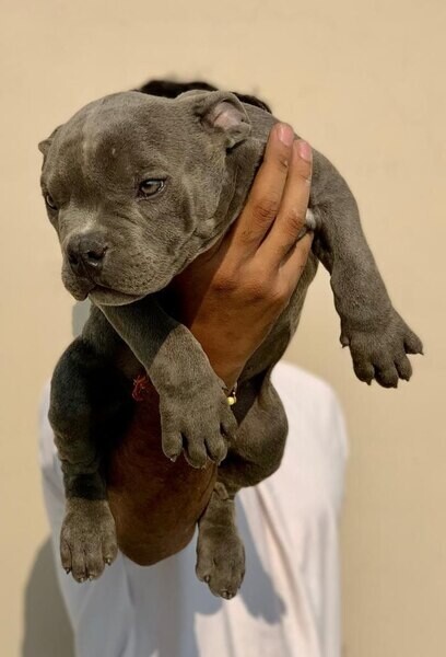 American bully male puppy for adoption