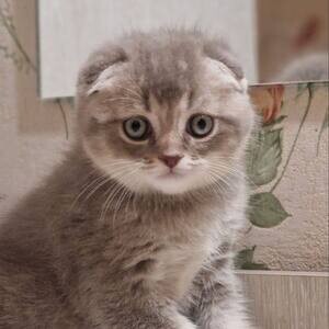 Amazing Scottish Fold Kittens | PostAds PH