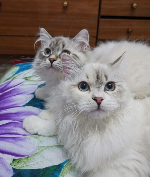 Siberian Kittens 