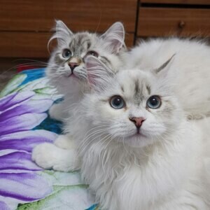 Siberian Kittens | PostAds PH