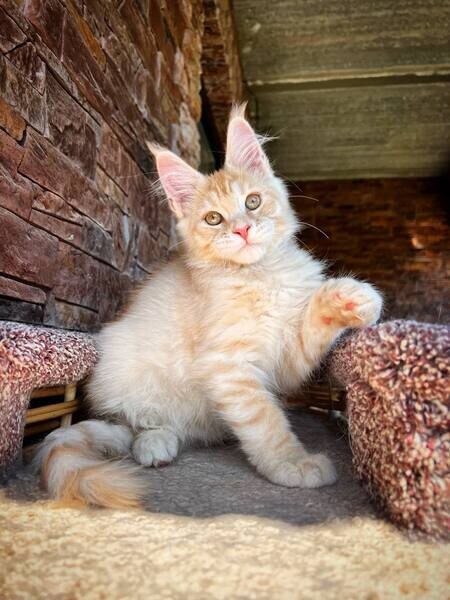 Adorable Ragdoll Kittens 