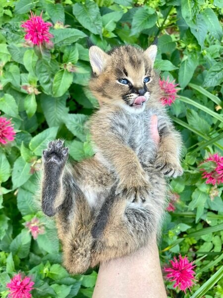 Savannah Kittens for adoption