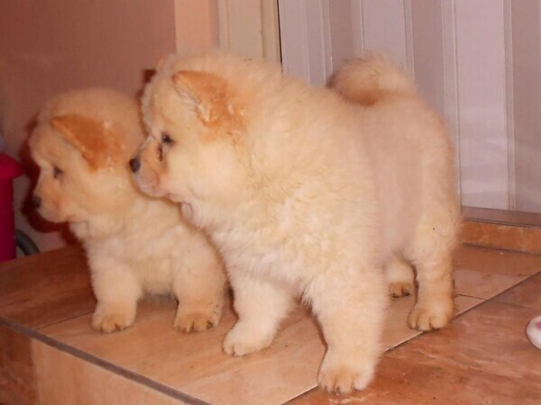 Purebred Chow Chow puppies WhatsApp:+63-9455-189-371  Viber:+63-9455-189-371