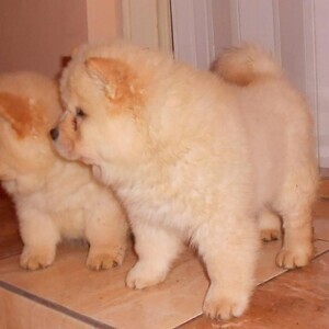 Purebred Chow Chow puppies WhatsApp:+63-9455-189-371 Viber:+63-9455-189-371 | PostAds PH