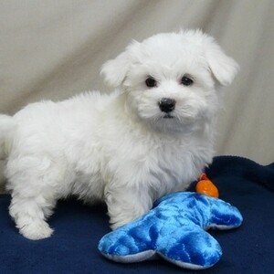 Purebred Maltese Puppies WhatsApp:+63-9455-189-371 Viber:+63-9455-189-371 | PostAds PH