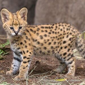 Beautiful African Serval Kittens | PostAds PH
