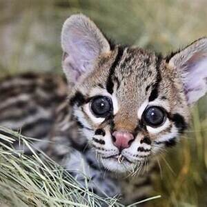 Sweet Ocelot Kittens with great Pedigree | PostAds PH