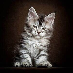 Gracious Maine Coon Kittens | PostAds PH