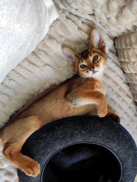 Abyssinian for adoption