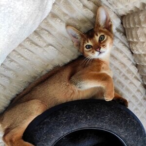 Abyssinian for adoption | PostAds PH